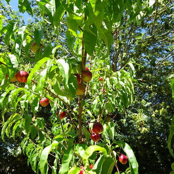 Prunus persica var nucipersica 'Madame Blanchet'