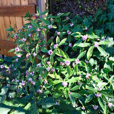 Bontbladig peperboompje - Daphne odora 'Aureomarginata'