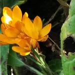 Crocus olivieri subsp. balansae 'Orange Monarch' - Krokus