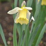 Narcissus pseudonarcissus spp. lobularis - Wilde narcis