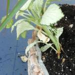 Fittonia verschaffeltii - Mozaïekplantje