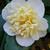 Camellia japonica 'Brushfield's Yellow'