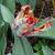 Tulipa 'Blumex'
