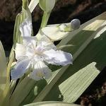 Iris japonica 'Variegata' - Japanse iris