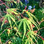 Acer palmatum 'Linearilobum' - Japanse esdoorn