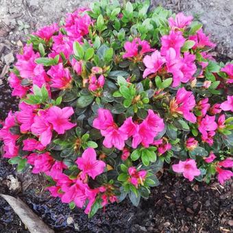 Rhododendron 'Fumiko'