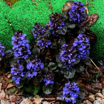 Ajuga reptans 'Black Scallop'