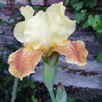 Iris germanica 'Golden Muffin'