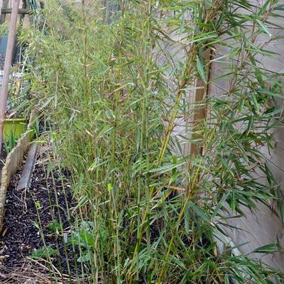 Japanse - Fargesia robusta 'Campbell' | Planten online kopen
