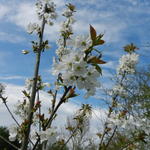 Prunus avium 'Bigarreau Blanc et Rose' - Kerselaar, Kersenboom, Zoete kers, witbuiken
