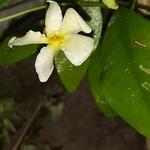 Trachelospermum jasminoides 'Star of Toscane' - Gele sterjasmijn