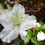 Rhododendron 'Mary Helen'  - Rododendron, Japanse azalea