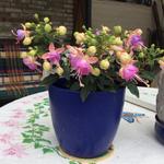 Fuchsia ‘BELLA Miranda’ - Bellenplant