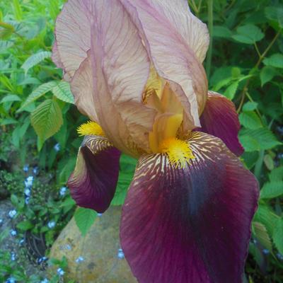 Baardiris - Iris germanica 'Indian Chief'