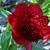 Paeonia lactiflora 'Red charm'