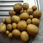 Solanum tuberosum 'Nicola' - Aardappel Nicola
