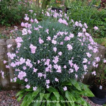 Dianthus 'Inchmery'