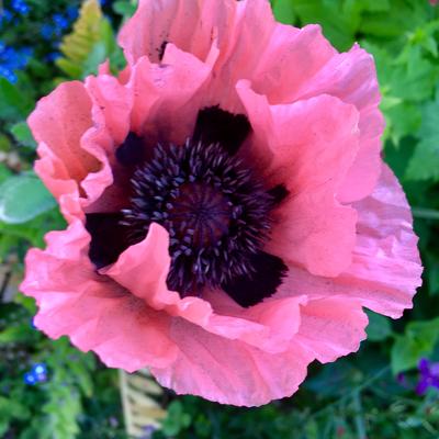 Oosterse papaver - Papaver orientale 'Prinzessin Victoria Louise'
