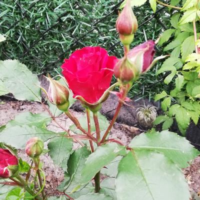 Roos, klimroos - Rosa 'Roter Korsar'