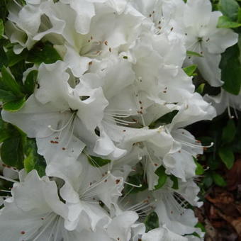 Rhododendron 'Mary Helen'