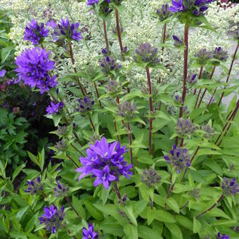 Campanula glomerata 'Superba'