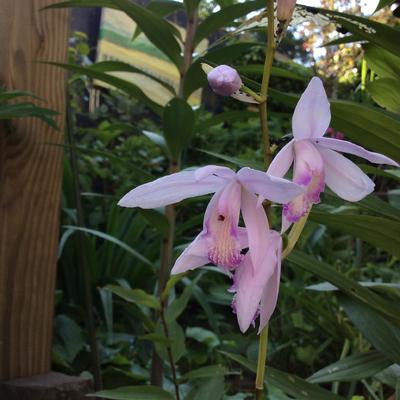 Aardorchidee, Hyacint-orchidee - Bletilla striata