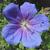 Geranium himalayense 'Baby Blue'