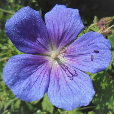 Ooievaarsbek - Geranium himalayense 'Baby Blue'