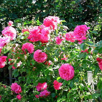 Rosa  'Rosarium Uetersen'