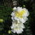 Paeonia lactiflora 'Bowl of Cream'