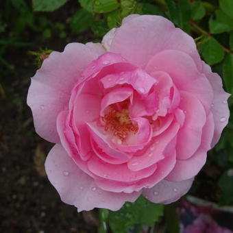 Rosa 'Pink Climber'