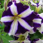 Petunia 'AMORE Purple Heart' - Petunia