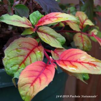 Fuchsia 'Autumnale'