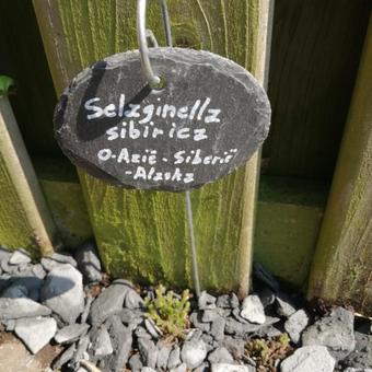 Selaginella sibirica