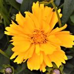 Coreopsis grandiflora ‘Presto’ - Meisjesogen