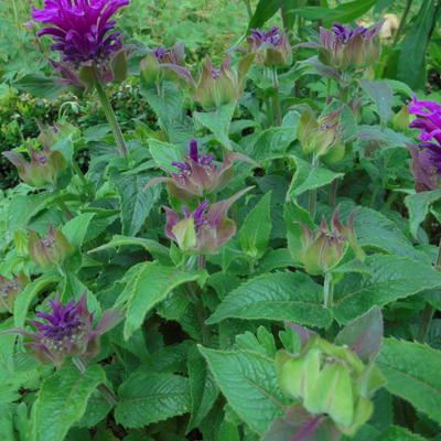 bergamotplant - Monarda 'Purple Lace'