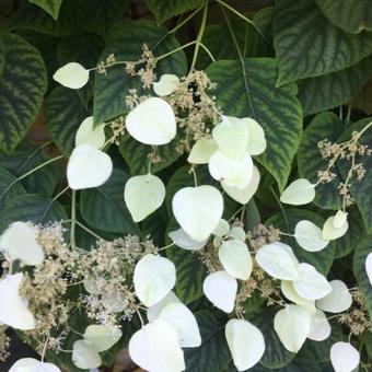 Schizophragma hydrangeoides var. concolor 'Moonlight'