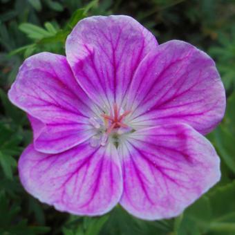 Geranium sanguineum 'Elke'