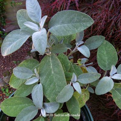 Echte salie/keukensalie - Salvia officinalis