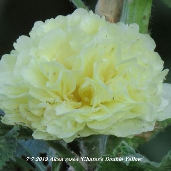 Alcea rosea 'Chater's Double Yellow'