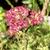 Achillea Millefolium 'DESERT EVE Deep Rose'