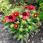 Gaillardia aristata 'SPINTOP Red' - Kokardebloem