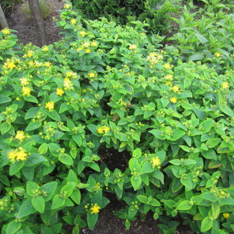 Hypericum 'MIRACLE Blossom'