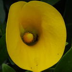 Zantedeschia elliottiana - Gele aronskelk, gele calla