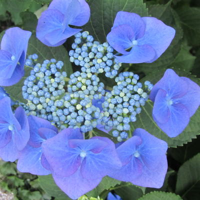Hortensia - Hydrangea macrophylla 'Teller Blue'