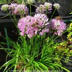 Allium senescens subsp. montanum 'Summer Beauty' - Sierui, Berglook - Allium senescens subsp. montanum 'Summer Beauty'
