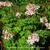 Pelargonium x hortorum 'Vectis Glitter' (stellartype)