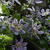 Clematis 'Blue River'