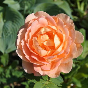 Rosa 'Lady of Shalott'