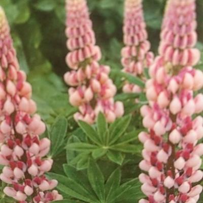 Lupine - Lupinus russell 'The Chatelaine'